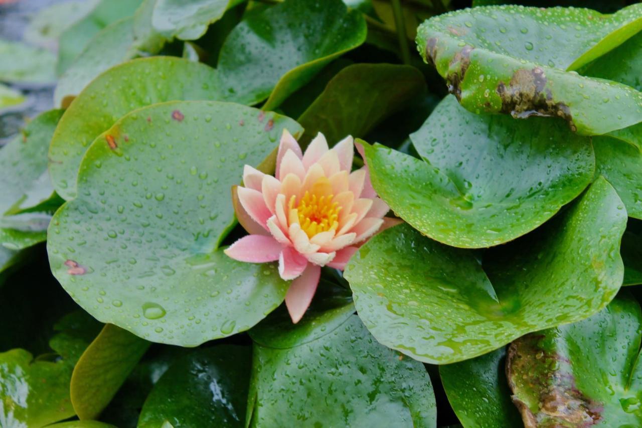 Lotus Farms Resort, Mahableshwar Mahābaleshwar Kültér fotó